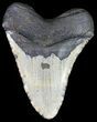 Bargain, Megalodon Tooth - North Carolina #50999-2